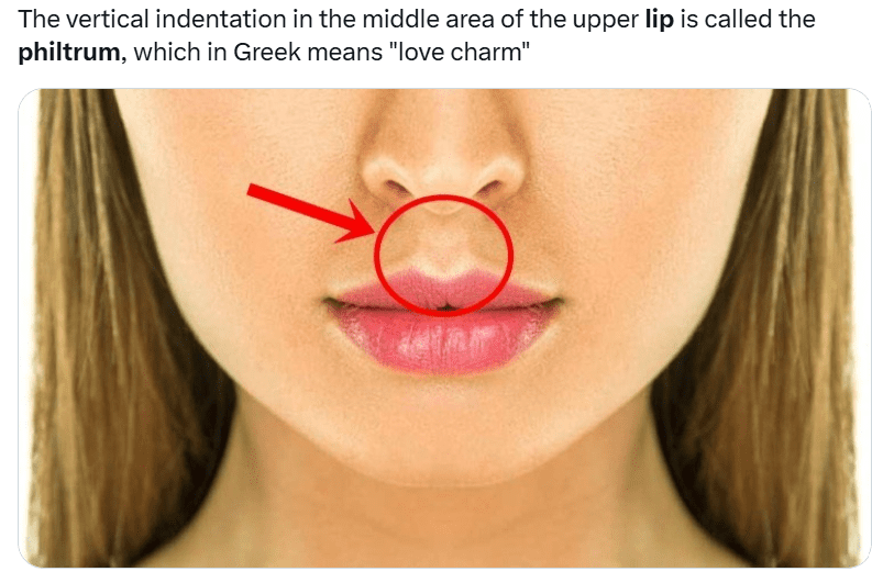 Philtrum Enhancement